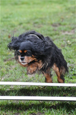 cavvy