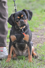 cutepuppy
