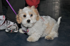 cutepuppy