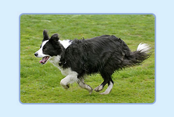 On the run