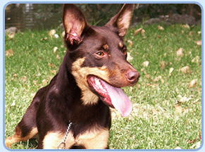 Baci