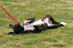 dogdrop