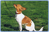 Dog sitting